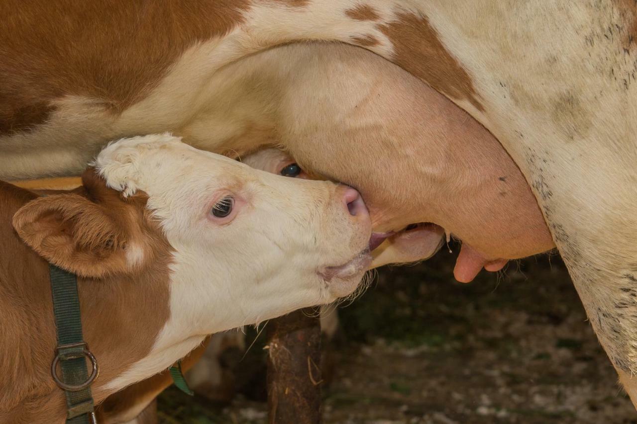 Farm Holidays Povsin Bled Bagian luar foto